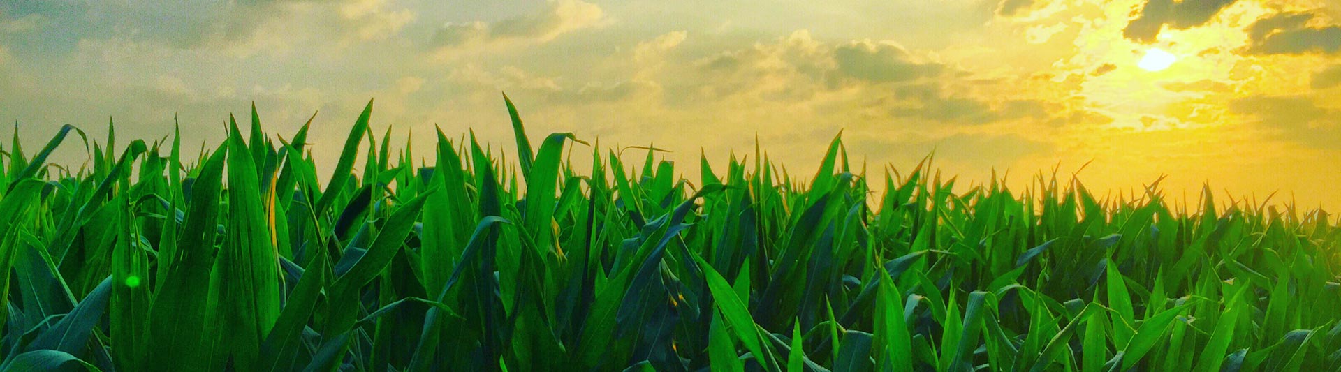 Montana Agricultural Helicopter Services